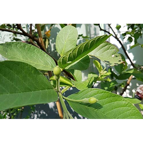 Wild Guava Leaf Tea 36-Teabags