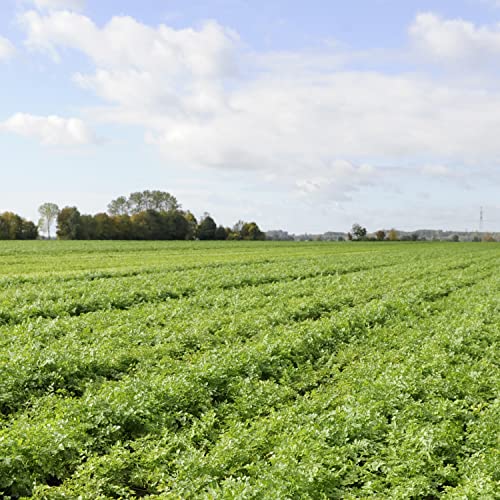 Knorr Gravy Mix, Roasted Chicken Gravy, 1.2 Oz