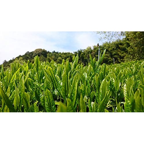 Japanese Genmai-Cha Green Tea 188G Made In Uji Kyoto, Since 1700