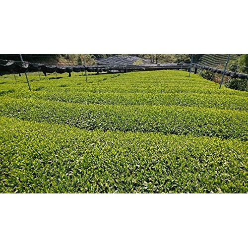 Japanese Genmai-Cha Green Tea 188G Made In Uji Kyoto, Since 1700