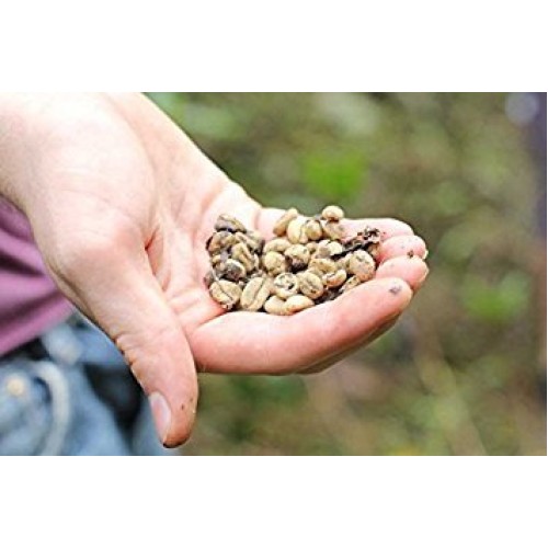 Kopi Luwak Direct Wild Kopi Luwak Coffee, 2.4 Oz / 70 Grams
