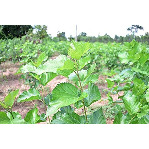 White Mulberry Leaf Tea 60-Teabags Morus Alba