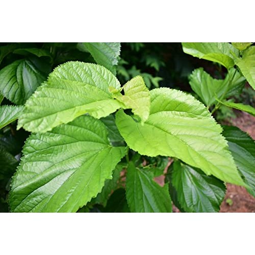 White Mulberry Leaf Tea 60-Teabags Morus Alba