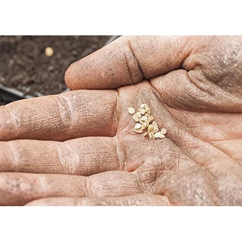 KYKNOS Double Concentrate Tomato Paste 410 g Pack of 2