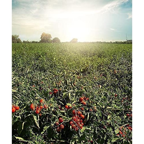 KYKNOS Double Concentrate Tomato Paste 410 g Pack of 2