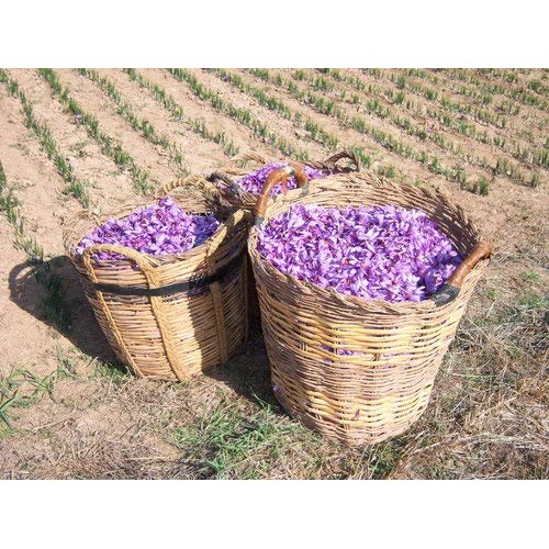 Kirtland Signature La Mancha Spanish Saffron Select, 1G .035Oz.