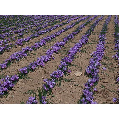 Kirtland Signature La Mancha Spanish Saffron Select, 1G .035Oz.