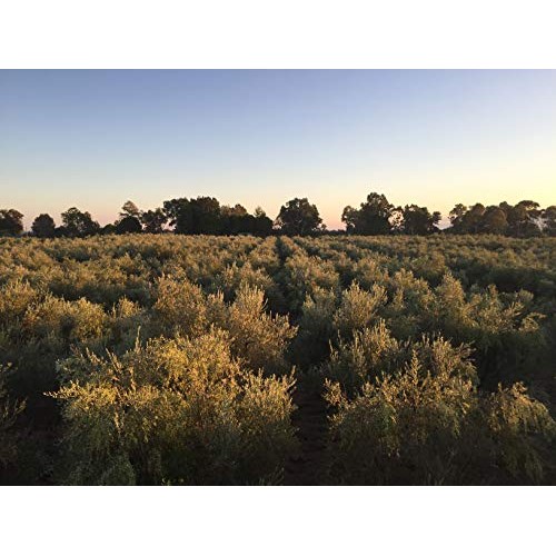 Laconiko Ultra Premium 100% Extra Virgin Olive Oil 16.9 Oz | 202