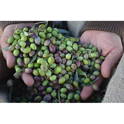 Laconiko Ultra Premium 100% Extra Virgin Olive Oil 16.9 Oz | 202