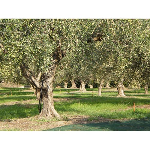 Laconiko Ultra Premium Extra Virgin Olive Oil Blood Orange