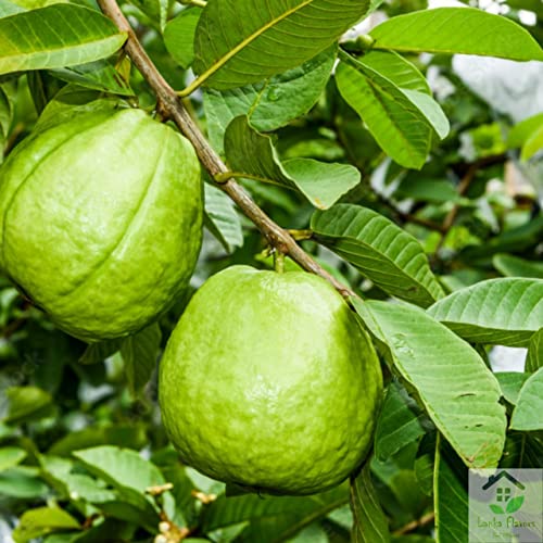 Dried Guava Leaves 1 Oz 28g Hojas De Guayaba Herbal Tea Skin C...