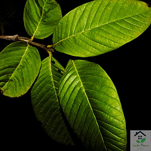 Dried Guava Leaves 1 Oz 28g Hojas De Guayaba Herbal Tea Skin C...