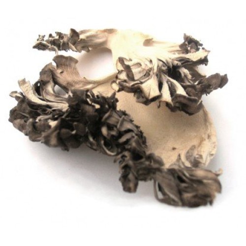 Dried Maitake Mushrooms Hen Of The Woods- 16 Oz. 1 Lb. Life