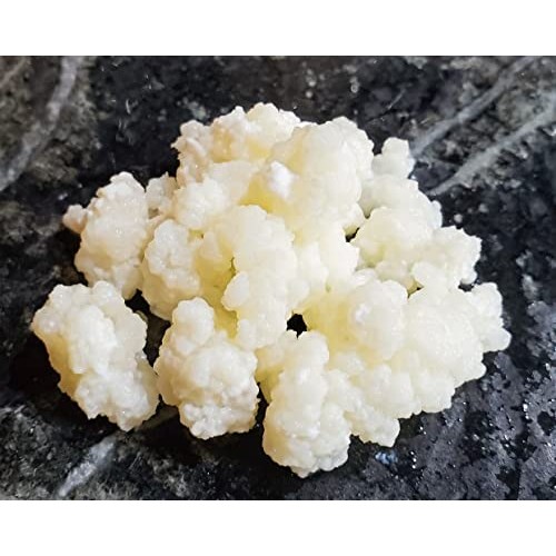 Kefir Grains - Living Probiotic Enriched