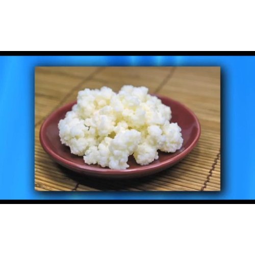 Kefir Grains - Living Probiotic Enriched As Seen On Tv