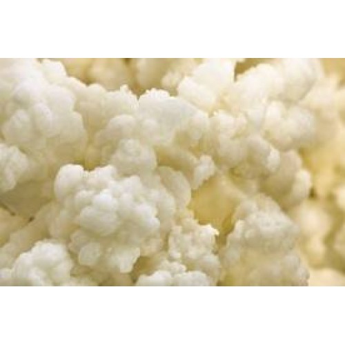 Milk Kefir Grains