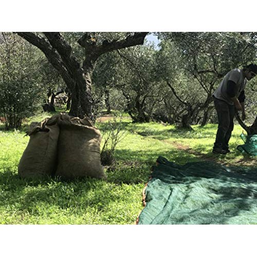 Greek Oregano Extra Virgin Olive Oil - Greek Oregano Cold Presse