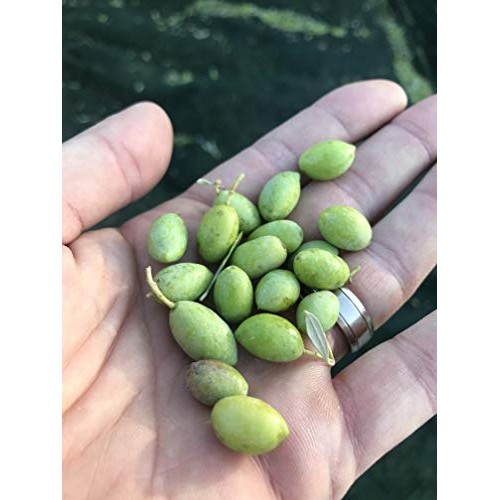 Organic Greek Extra Virgin Olive Oil - Non Gmo - Gluten Free - U