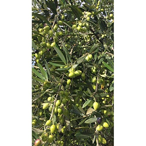 Organic Greek Extra Virgin Olive Oil - Non Gmo - Gluten Free - U