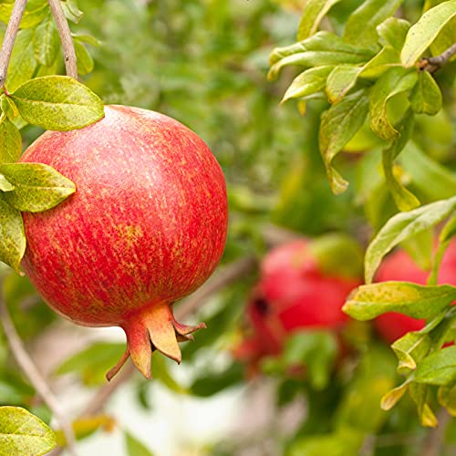 Little Caria Organic Pomegranate Molasses - USDA Organic, Medite...