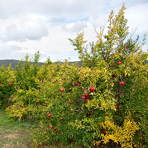 Little Caria Organic Pomegranate Molasses - USDA Organic, Medite...