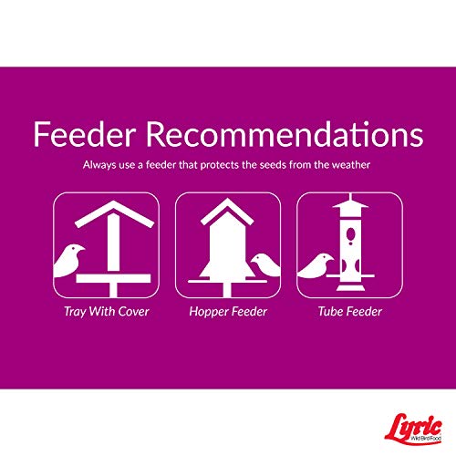 Lyric 2647446 Sunflower Kernels - 25 Lb.