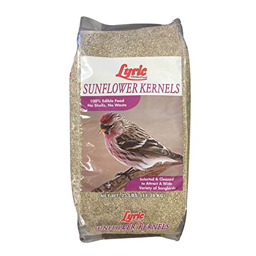 Lyric 2647446 Sunflower Kernels - 25 Lb.