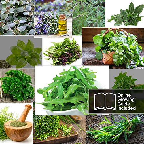 12 Italian Herb Seeds Pack - Heirloom and Non GMO, Grown in USA ...