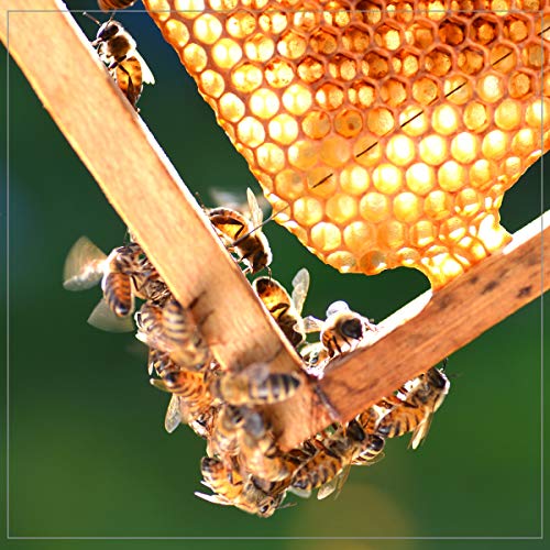 Madhava Organic Amber Honey, Unfiltered Organic Amber Honey, 5 Lb