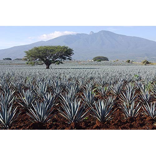 Madhava Organic Light Agave, 23.5 Oz. Bottle Pack Of 6 | 100%