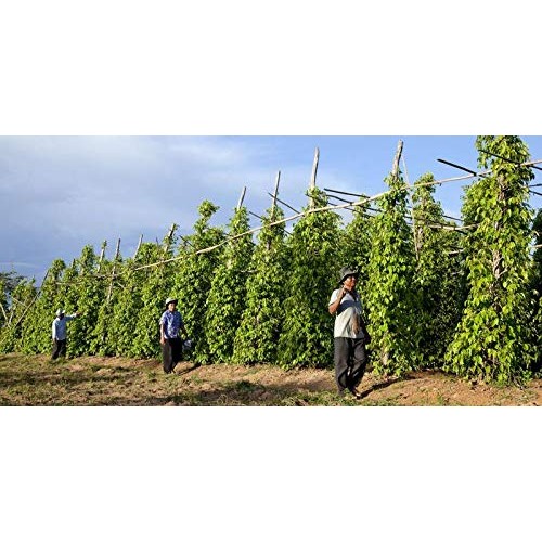 Magjo Naturals Black Peppercorn Whole | Exclusive Cambodian Me