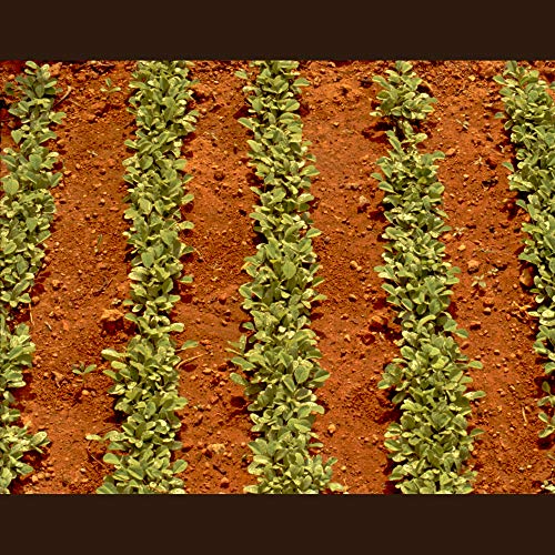 Fenugreek Seeds | 2 Lb Resealable Bag | Whole Methi Seeds | Egyp