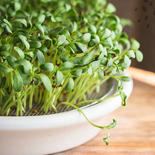 Fenugreek Seeds | 2 Lb Resealable Bag | Whole Methi Seeds | Egyp