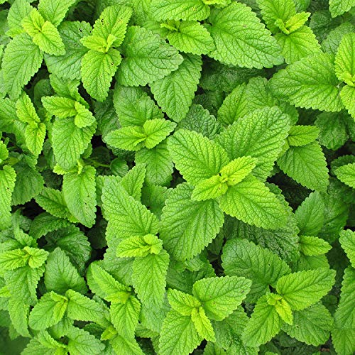 Lemon Balm Tea | Bulk Herbal Tea | Loose Leaf Melissa Officinali
