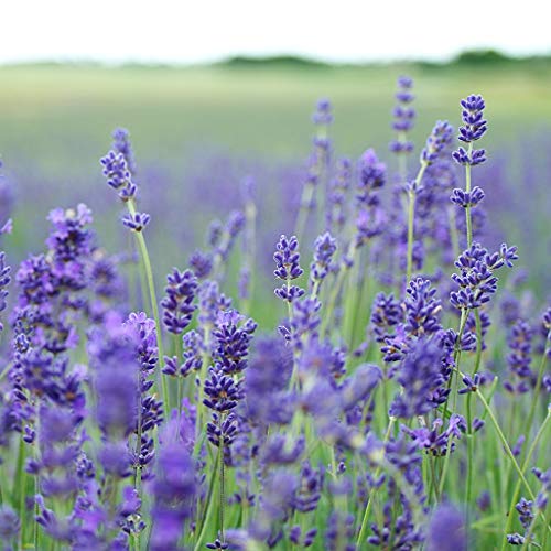Magjo Naturals European Lavender Flowers Extra Grade - 100% Ra