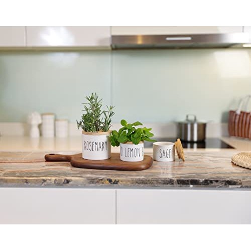 MaisoNovo Regrow Indoor Herb Garden Starter Kit for Kitchen Coun...