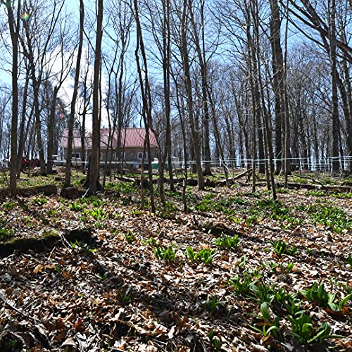 Maple Valley 16 Oz Grade A Dark &Amp; Robust Organic Maple Syrup - 6