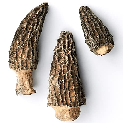 Dried Morel Mushrooms - 1 Lb