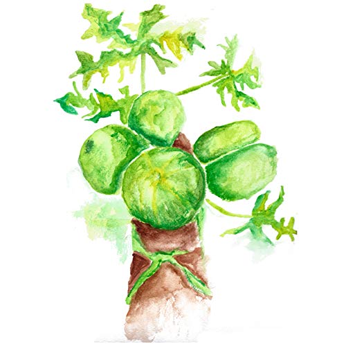 Green Papaya Fruit Powder 16Oz. 454 Grams 2