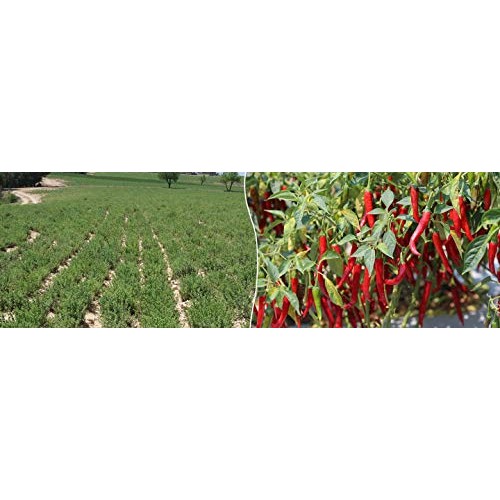 Mccormick Gourmet Bruschetta Seasoning Mix, Sweet Basil &Amp; Oregan