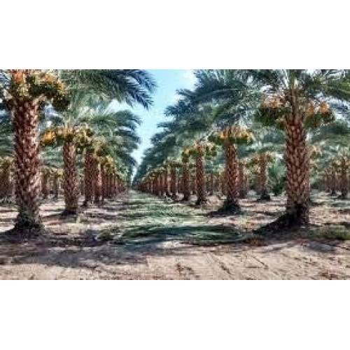 Best Natural Medjool Dates Kosher 2 Lbs - 32 Oz Certified Non Gm