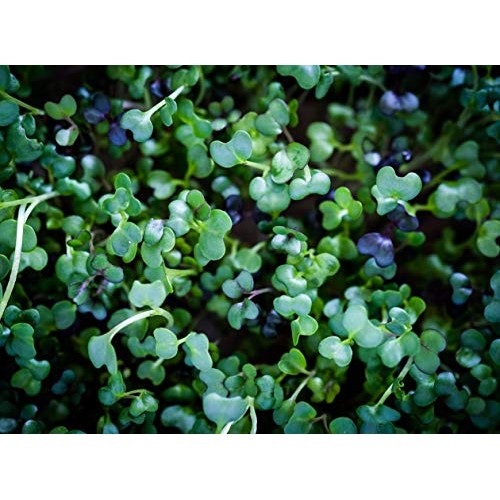 Microtea Focus - Natural Jasmine Green Focus Loose Leaf Tea + An