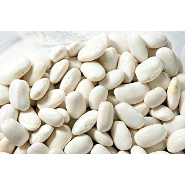 HOT!! -30 Cannellini Bean Seeds White Italian Kidney Phaseolus V...
