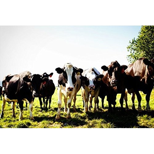 Tillamook Swiss Cheese Thick Slices 12 Oz Pack Of 1