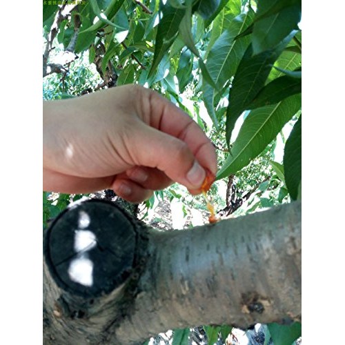 Miss.Aj Dried Food Tao Jiao Peach Resin Peach Gum Nourishing Yin