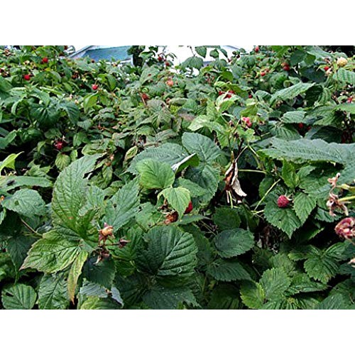 Certified Organic Raspberry Leaf Cut And Sifted 1 Lb Bag –100% N