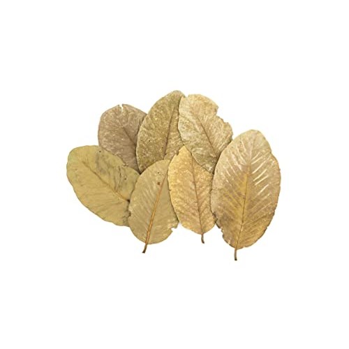 Dried Guava Leaves, Hojas de Guayaba, Loose Guava Leaf Tea 2 oz ...