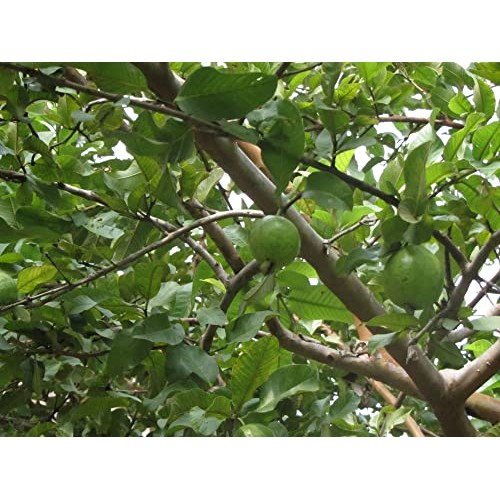 Dried Guava Leaves, Hojas de Guayaba, Loose Guava Leaf Tea 2 oz ...