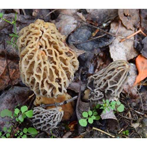 Backyard Morel Mushroom Growing Kit - Morel Habitat Kit