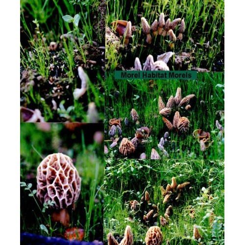 Backyard Morel Mushroom Growing Kit - Morel Habitat Kit